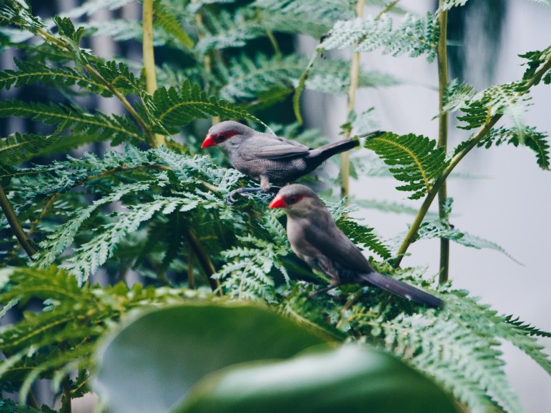 JungleLab à Ixelles - Tuincentrum - Kwekerij - Decoratiewinkel | Boncado - photo 8