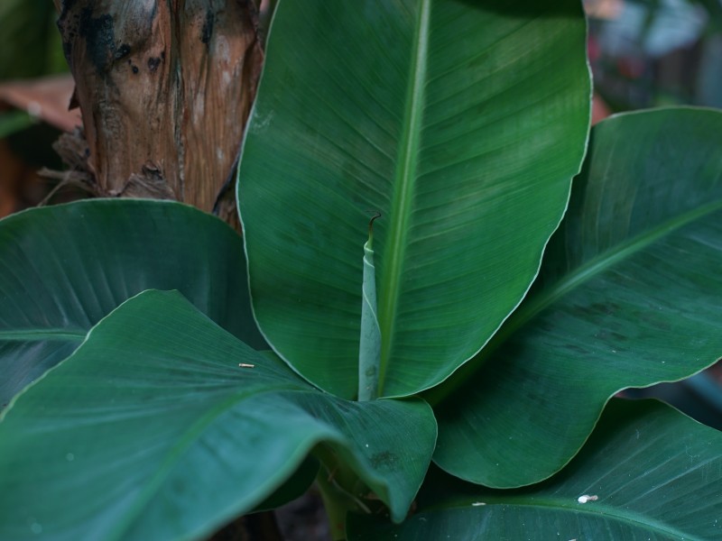 JungleLab à Ixelles - Tuincentrum - Kwekerij - Decoratiewinkel | Boncado - photo 3