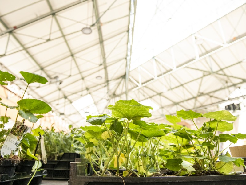 Skyfarms à Bruxelles - Tuincentrum - Kwekerij | Boncado - photo 6