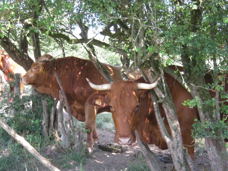 Bioladen Terrenhof à St.Vith - Bio-Lebensmittelgeschäft | Boncado - photo 4