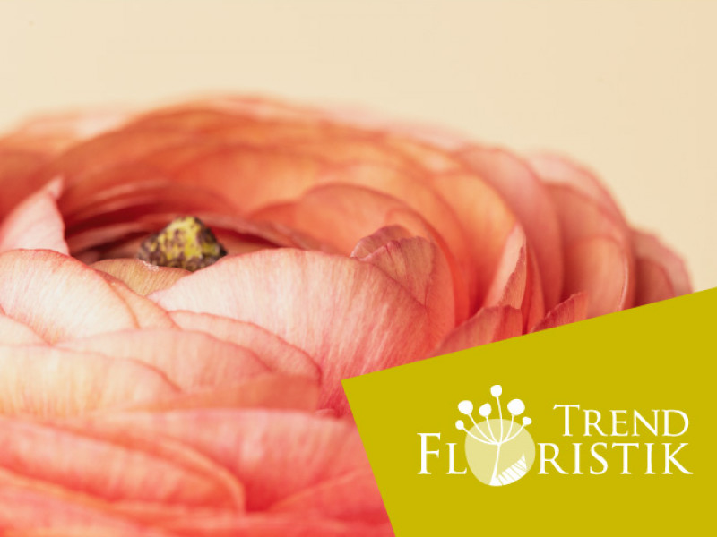 Trend Floristik à Elsenborn - Fleurs et Déco - Fleuriste | Boncado - photo 5