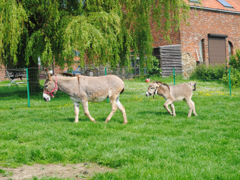 La ferme du planois à HENNUYERES - Magasin à la ferme - Site touristique | Boncado - photo 3