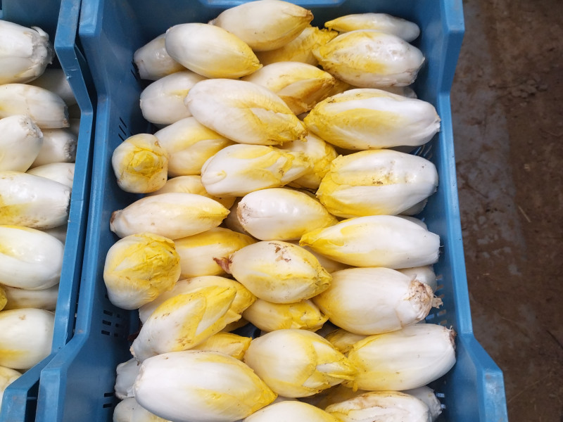 la ferme du pave à gozee - Lokale producent - Kaaswinkel | Boncado - photo 7
