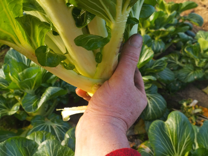 la ferme du pave à gozee - Lokale producent - Kaaswinkel | Boncado - photo 8