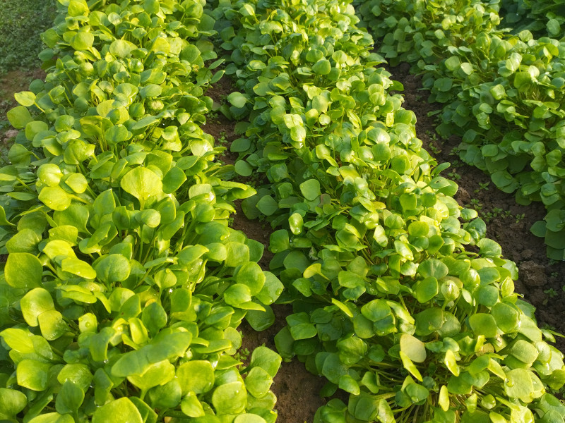 la ferme du pave à gozee - Lokale producent - Kaaswinkel | Boncado - photo 10