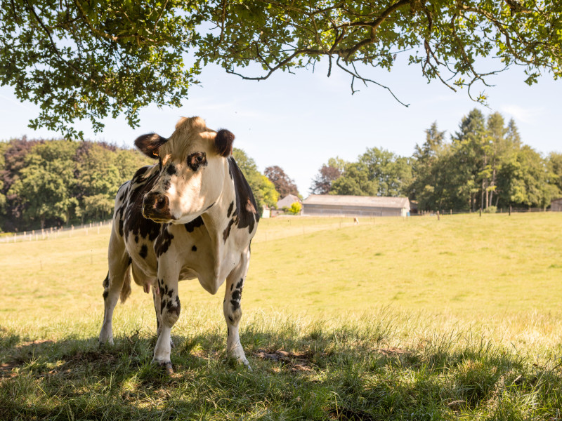 Vachement Ferme à Sosoye - Boerderijwinkel - Lokale producent | Boncado - photo 7