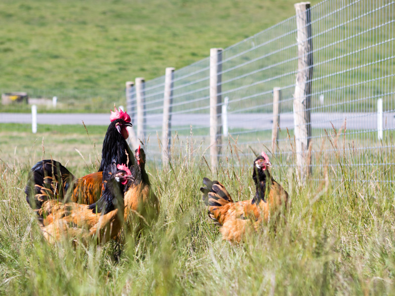 Vachement Ferme à Sosoye - Boerderijwinkel - Lokale producent | Boncado - photo 10
