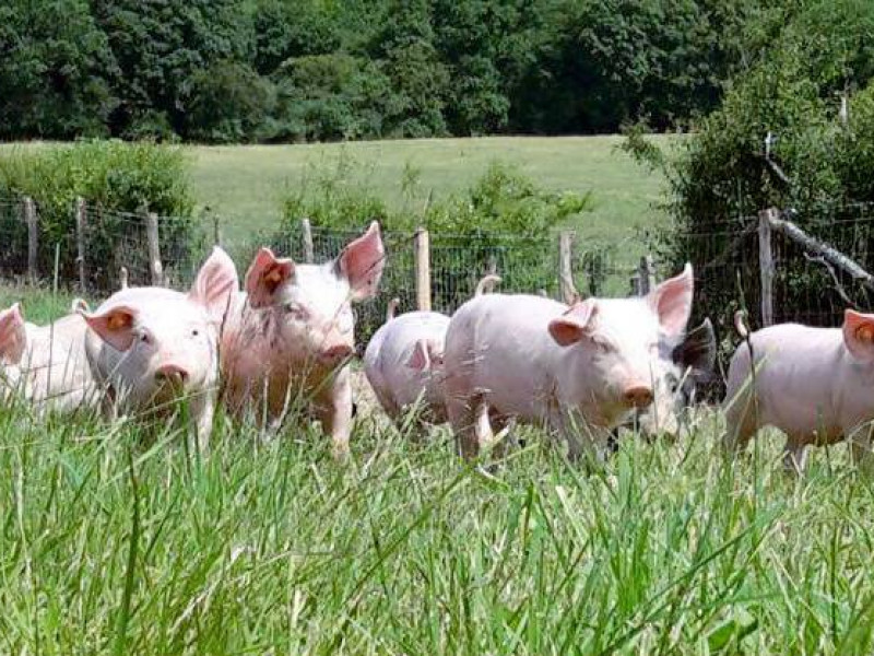 Boucherie de la ferme à Pondrôme - Metzgerei – Fleischerei | Boncado - photo 4