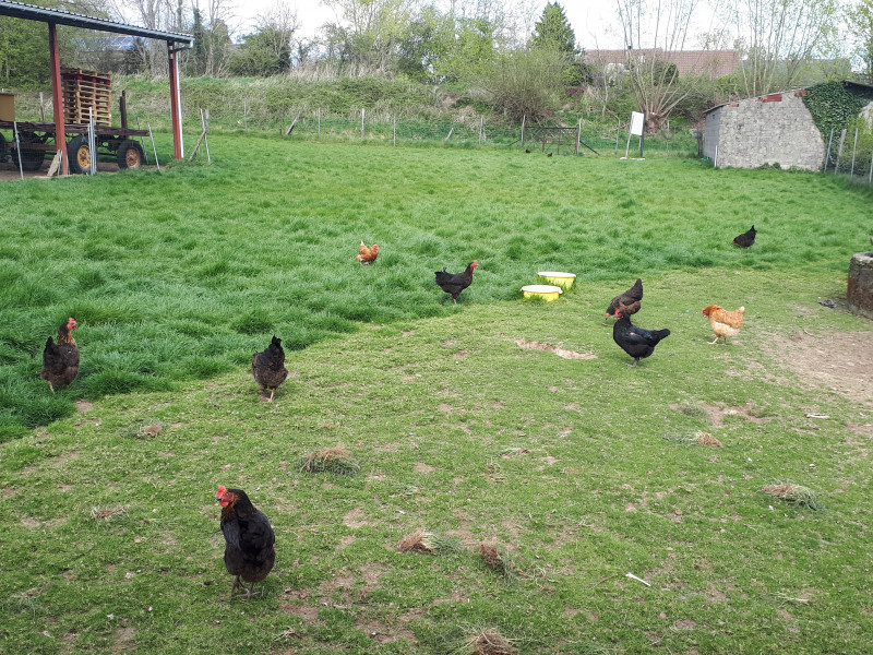 La Ferme du Pont à HANNUT (villers) - Hofladen | Boncado - photo 4