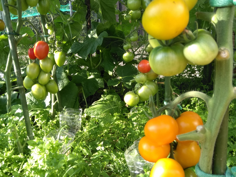 Les Jardins de Steinbach à Waimes - Groente- en fruitwinkel - Winkel voor biologische en natuurlijke producten | Boncado - photo 4