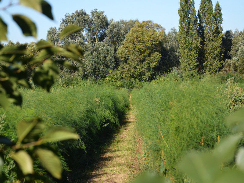 Rosoux Plants sc à Berloz - Hofladen | Boncado - photo 6