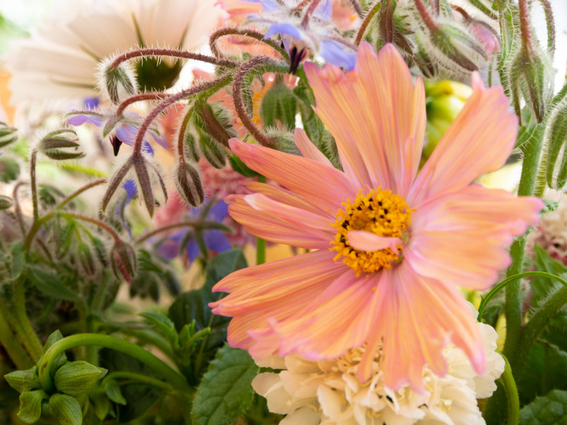 Petit Mousse à Bruxelles - Florist - Blumen und Dekoration | Boncado - photo 5