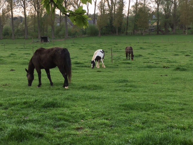 La Microferme de L'arbre cheval à ramillies - Beauté & Bien-être - Centre de loisirs | Boncado - photo 3