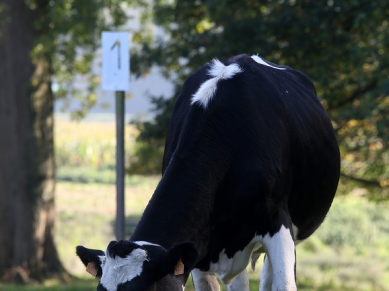 Gites des Prés à Steenkerque - Ferienhäuser | Boncado - photo 4