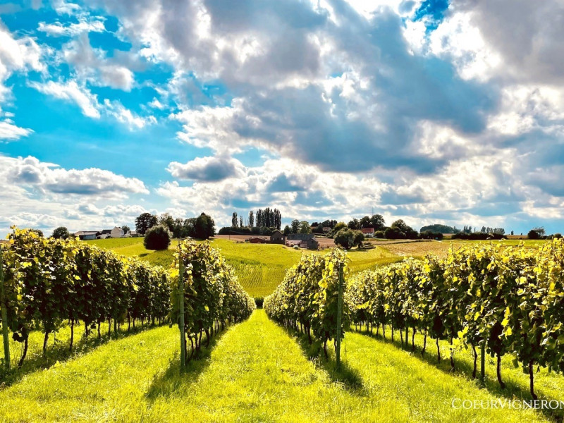 Domaine viticole de Glabais à Glabais - Wijn en sterke dranken - Boerderijwinkel | Boncado - photo 2