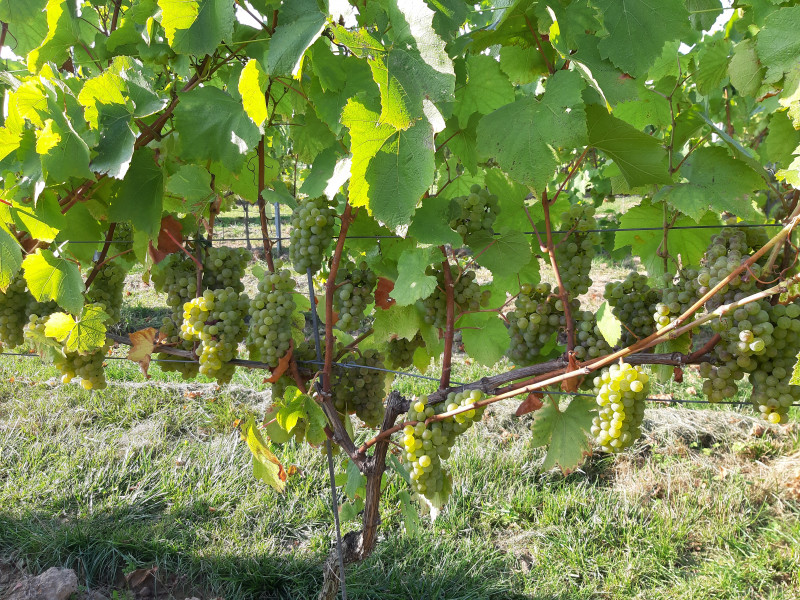 Domaine viticole de Glabais à Glabais - Wijn en sterke dranken - Boerderijwinkel | Boncado - photo 4