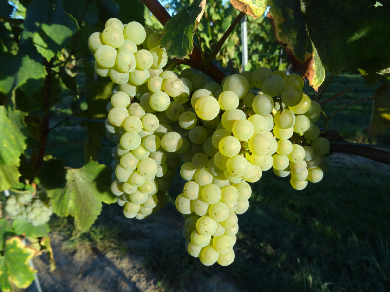 Domaine viticole de Glabais à Glabais - Wijn en sterke dranken - Boerderijwinkel | Boncado - photo 6