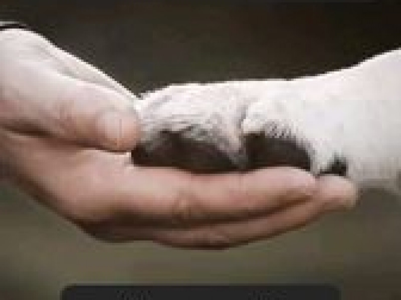 Les amis de Koda asbl - école du chien à Etalle - Tierdressur - Tierdressur | Boncado - photo 2