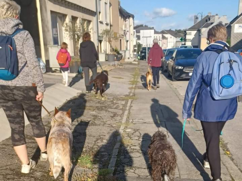 Les amis de Koda asbl - école du chien à Etalle - Tierdressur - Tierdressur | Boncado - photo 3
