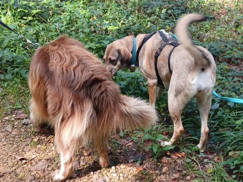 Les amis de Koda asbl - école du chien à Etalle - Tierdressur - Tierdressur | Boncado - photo 6