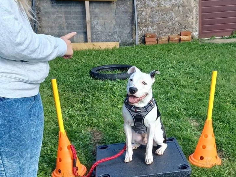 Les amis de Koda asbl - école du chien à Etalle - Tierdressur - Tierdressur | Boncado - photo 7