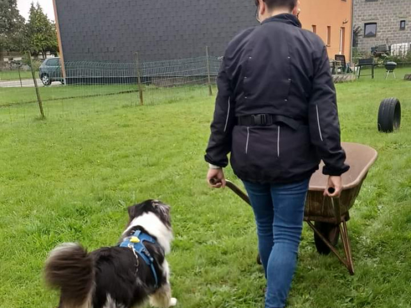 Les amis de Koda asbl - école du chien à Etalle - Tierdressur - Tierdressur | Boncado - photo 8