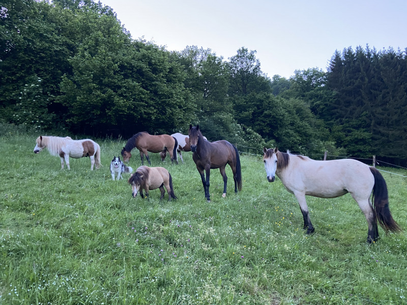 Messtot à Basse Bodeux - Manege | Boncado - photo 3