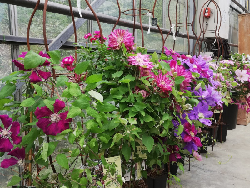 Les Roses de Daniel à MALMEDY BELGIQUE - Jardinerie – Pépinière | Boncado - photo 3
