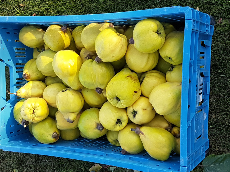 SAFRANLOY à Anloy - Magasin à la ferme - Marché de producteurs | Boncado - photo 13
