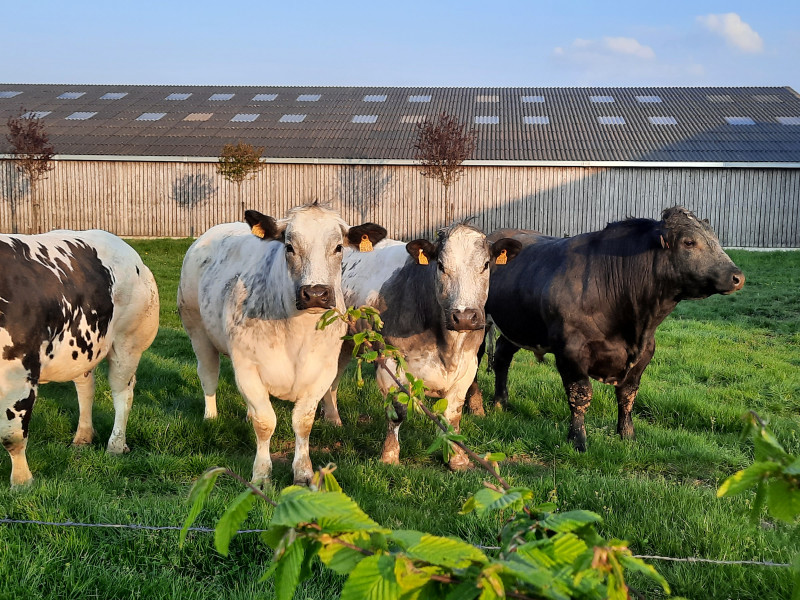 La Vache d'Ici à Méan - Magasin à la ferme - Boucherie – charcuterie | Boncado - photo 6