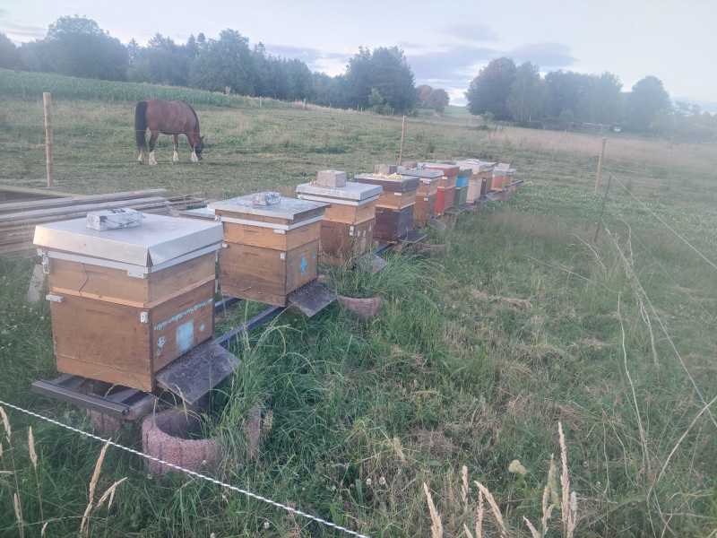 le Rucher Mielchi d'Or à Tenneville | Boncado - photo 6