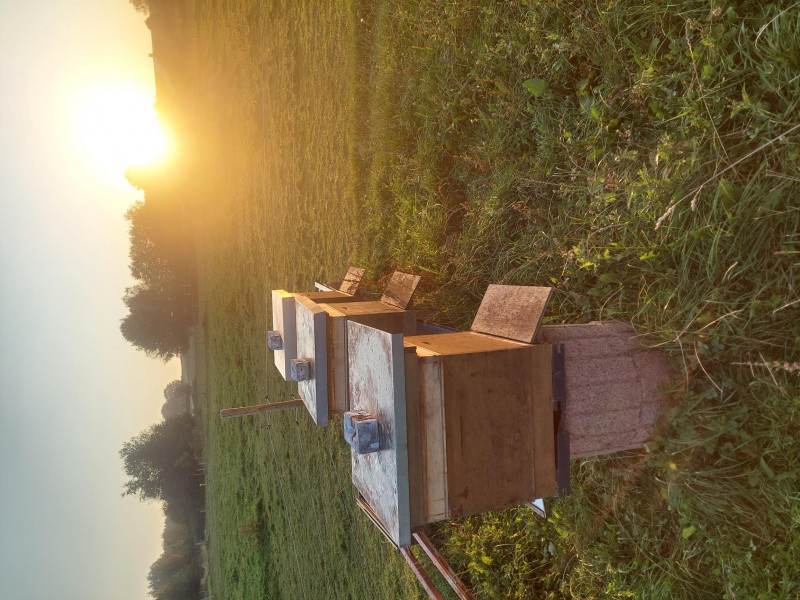 le Rucher Mielchi d'Or à Tenneville | Boncado - photo 12