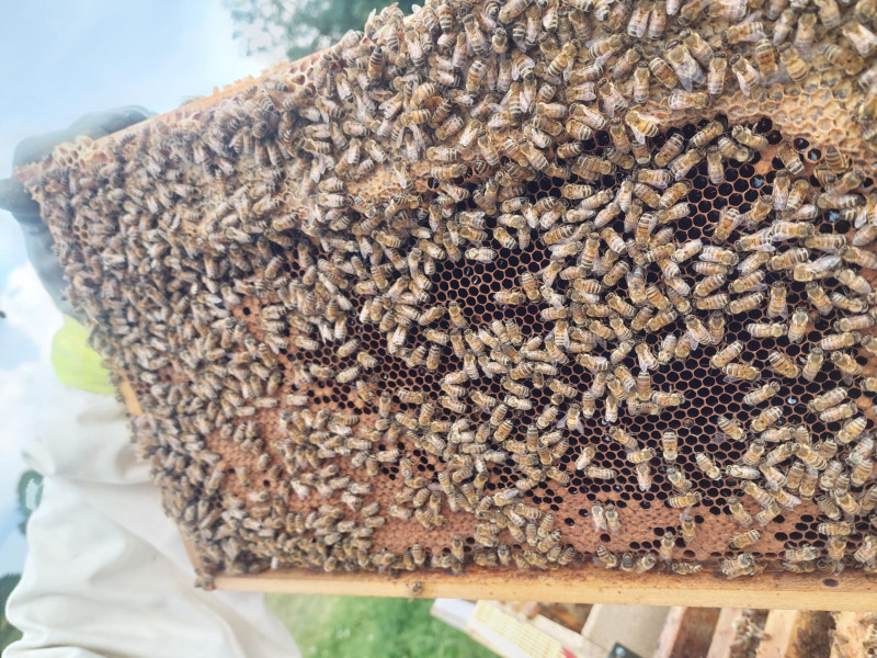 le Rucher Mielchi d'Or à Tenneville | Boncado - photo 11