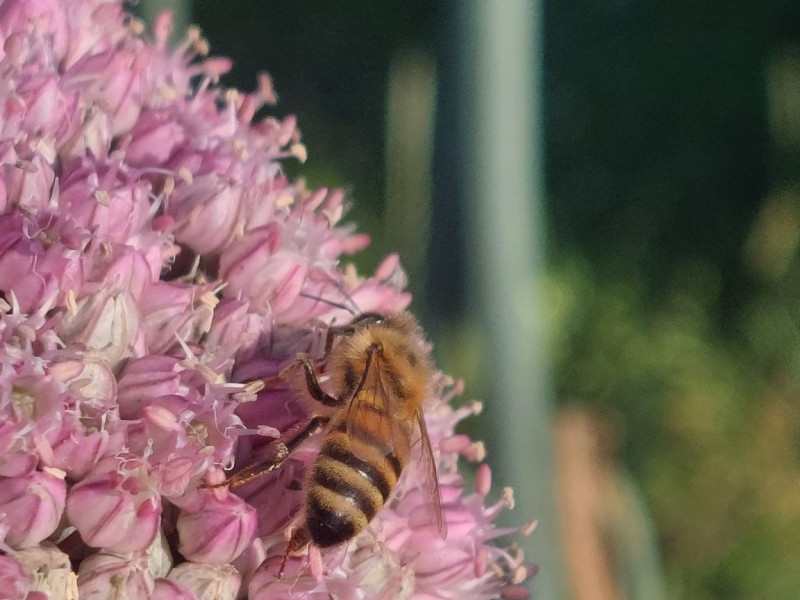 le Rucher Mielchi d'Or à Tenneville | Boncado - photo 14