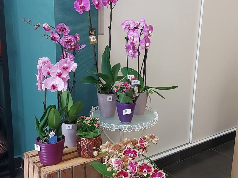 A fleur d'elle à Tournai | Boncado - photo 8