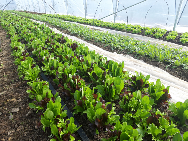 Le Potager de St Germain à Soiron-Pepinster - Bio-Lebensmittelgeschäft - Lokaler Erzeuger | Boncado - photo 8