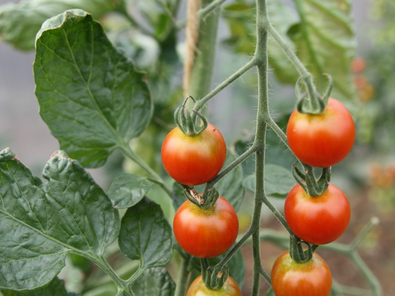 Le Potager de St Germain à Soiron-Pepinster - Bio-Lebensmittelgeschäft - Lokaler Erzeuger | Boncado - photo 7