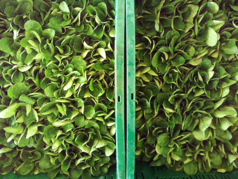 Le Potager de St Germain à Soiron-Pepinster - Bio-Lebensmittelgeschäft - Lokaler Erzeuger | Boncado - photo 12