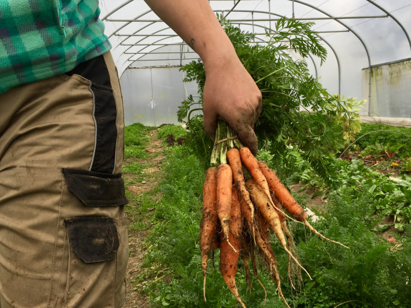 Le Potager de St Germain à Soiron-Pepinster - Bio-Lebensmittelgeschäft - Lokaler Erzeuger | Boncado - photo 15