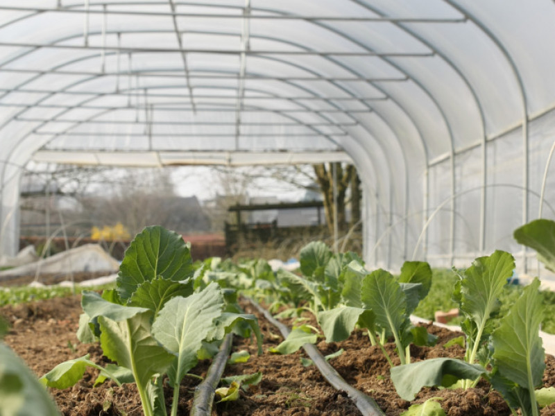 Le Potager de St Germain à Soiron-Pepinster - Bio-Lebensmittelgeschäft - Lokaler Erzeuger | Boncado - photo 9
