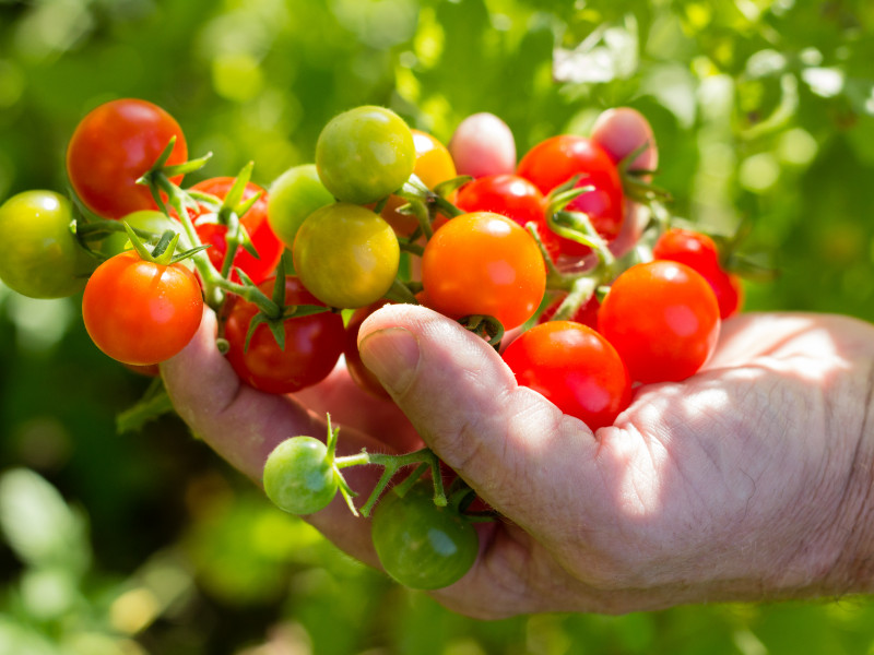 Vertes Feuilles/Pascal Martens à Frasnes-lez-Anvaing | Boncado - photo 10