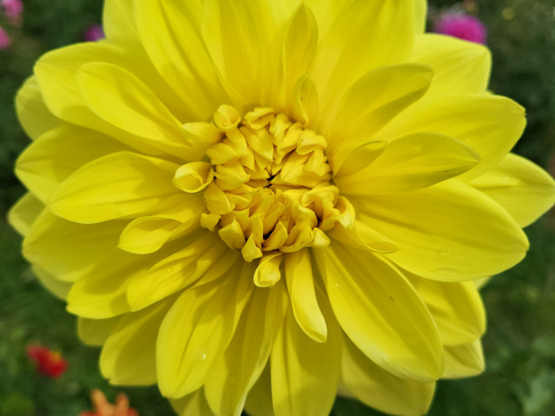 Les Cultures du Raideu à Malmedy - Lokale producent - Bloemist | Boncado - photo 11