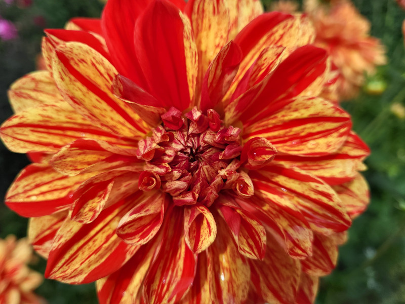 Les Cultures du Raideu à Malmedy - Lokale producent - Bloemist | Boncado - photo 14