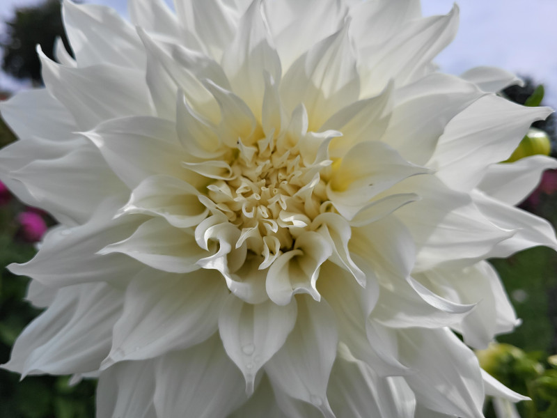 Les Cultures du Raideu à Malmedy - Lokale producent - Bloemist | Boncado - photo 15
