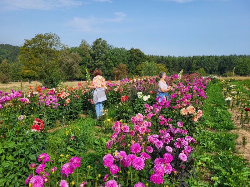 Les Cultures du Raideu à Malmedy - Lokale producent - Bloemist | Boncado - photo 22