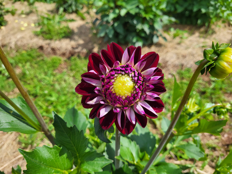 Les Cultures du Raideu à Malmedy - Lokale producent - Bloemist | Boncado - photo 31