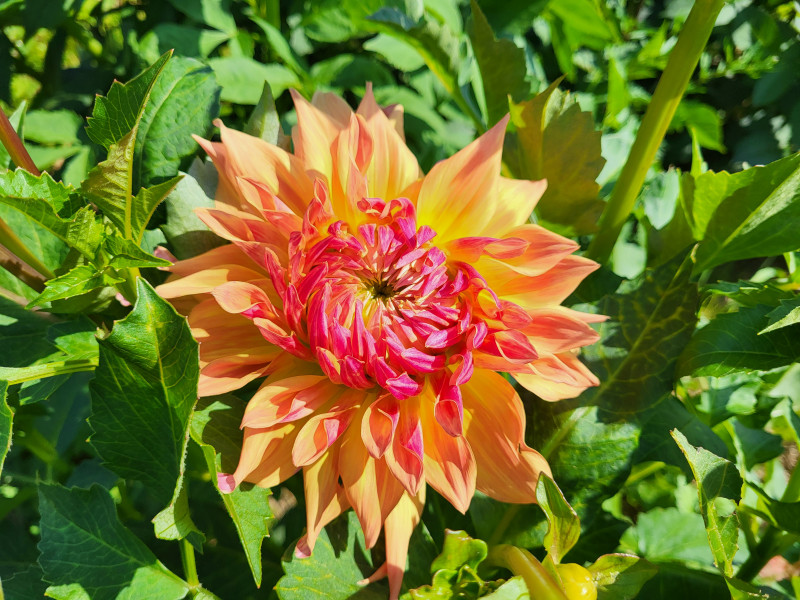 Les Cultures du Raideu à Malmedy - Lokale producent - Bloemist | Boncado - photo 24