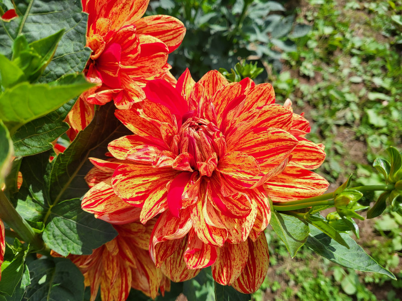 Les Cultures du Raideu à Malmedy - Lokale producent - Bloemist | Boncado - photo 25