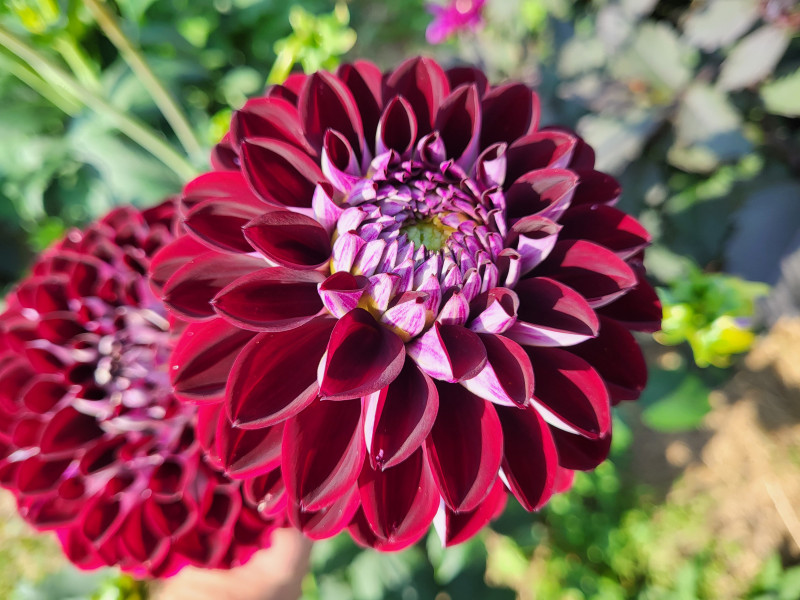 Les Cultures du Raideu à Malmedy - Lokale producent - Bloemist | Boncado - photo 28