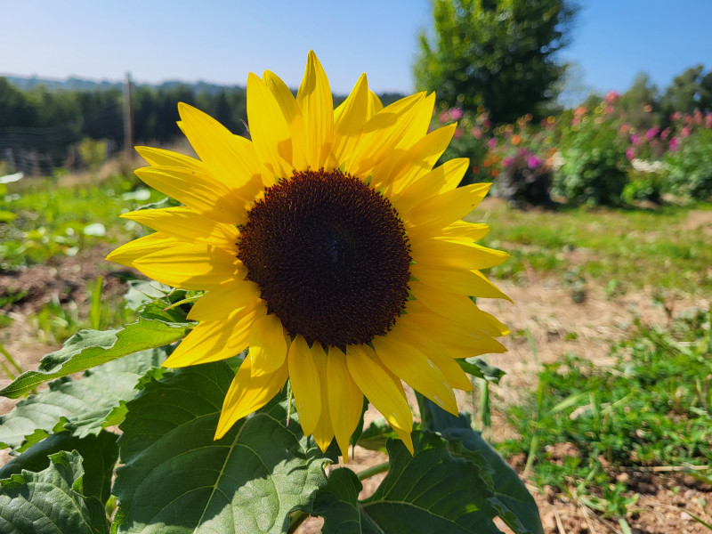 Les Cultures du Raideu à Malmedy - Lokale producent - Bloemist | Boncado - photo 17
